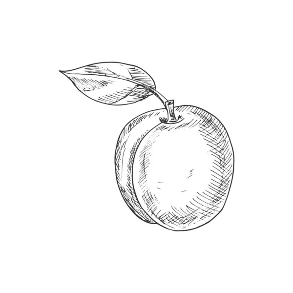 Peach Fruit Sketch Vector Isolated Whole Natural Peach Fruit — Stockový vektor