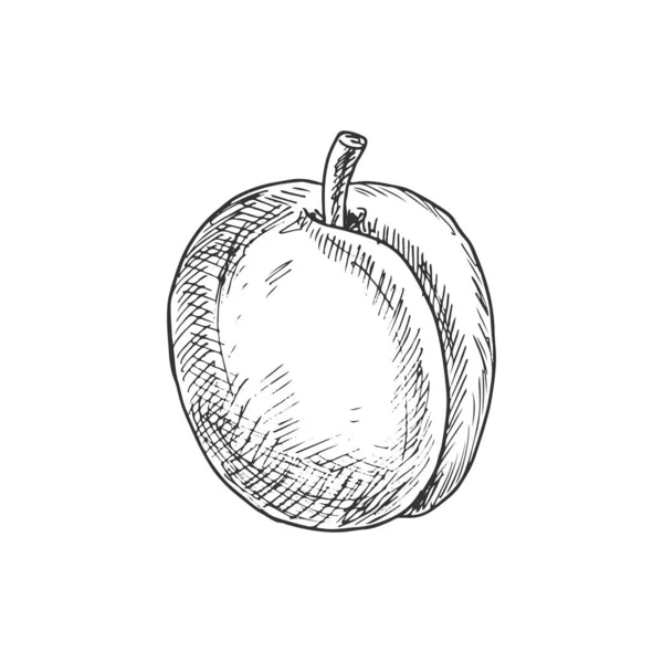 Náčrtek Meruňkového Ovoce Vektor Izolované Organické Plody Meruňky — Stockový vektor