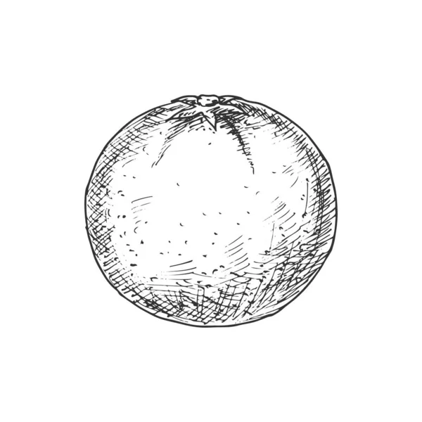 Apelsintropiska Frukter Vektor Exotisk Apelsin Eller Tangerin Citrus Frukt Skiss — Stock vektor