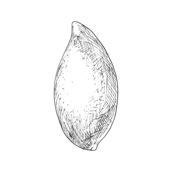 Mango Tropical Fruit Sketch Vector Isolated Organic Whole Exotic Mango — Vetor de Stock