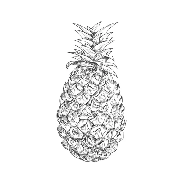 Ripe Pineapple Fruit Sketch Waxy Leaves Top Rough Scaly Peel — Stock vektor