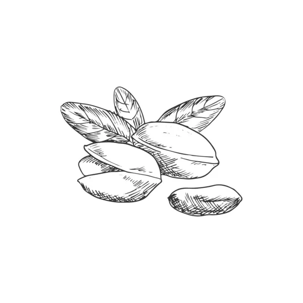 Pistachio Nuts Fruits Leaves Isolated Sketch Vector Monochrome Pistachio Vegetarian — Image vectorielle