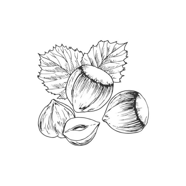 Hazelnut Leaves Isolated Monochrome Sketch Vector Fresh Roasted Forest Nut — Vetor de Stock