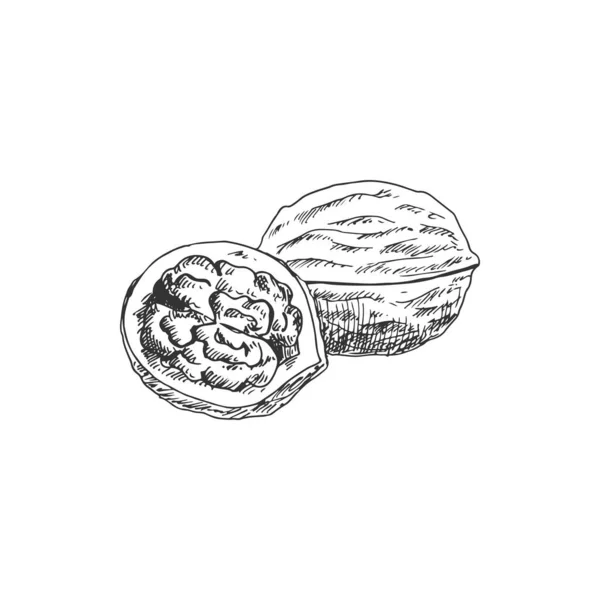 Walnut Fruit Isolated Sketch Whole Nut Kernel Vector Opened Nutshell — 스톡 벡터