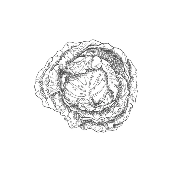 Cabbage Head Isolated Monochrome Sketch Vector Vegetable Healthy Organic Food — Stok Vektör