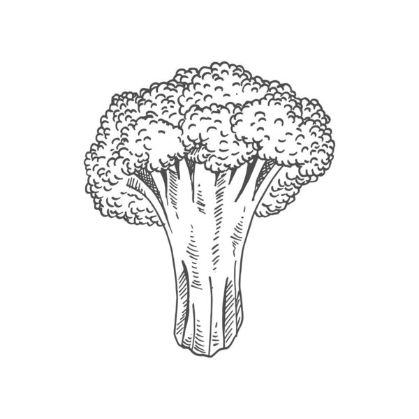 Broccoli isolated monochrome sketch. Vector raw vegetable, vegetarian greens, organic food