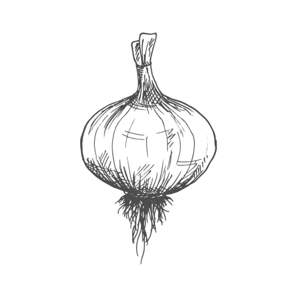 Onion Bulb Leaves Isolated Monochrome Sketch Vector Turnip Food Raw — Wektor stockowy