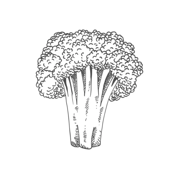 Broccoli Isolated Monochrome Sketch Vector Raw Vegetable Vegetarian Greens Organic — Stock vektor