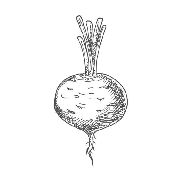 Beetroot Food Ingredient Isolated Sketch Vector Vegetable Whole Monochrome Beet — Stockový vektor