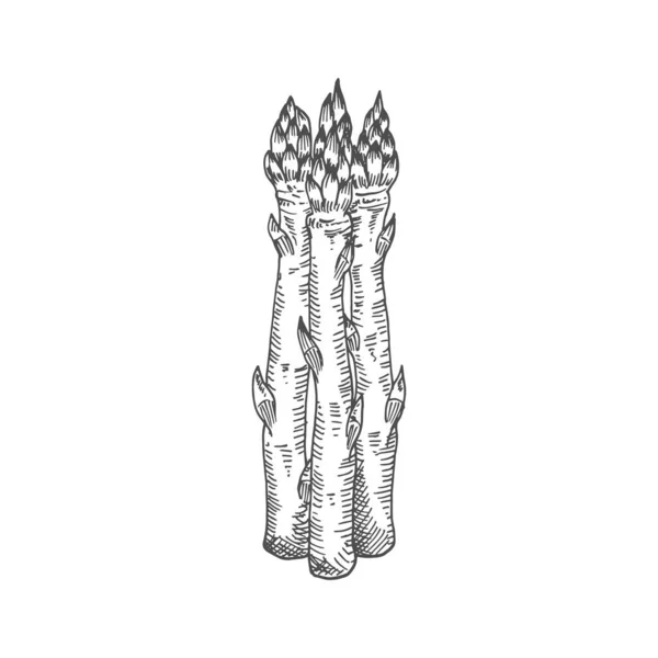 Asparagus Bunch Isolated Sketch Icon Vector Vegetarian Food Hand Drawn — Archivo Imágenes Vectoriales