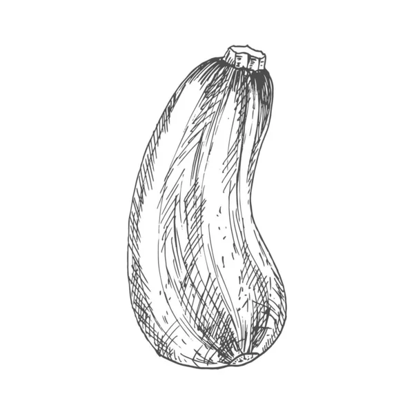 Zucchini Vegetable Sketch Isolated Squash Marrow Vector Vegetarian Food Monochrome - Stok Vektor