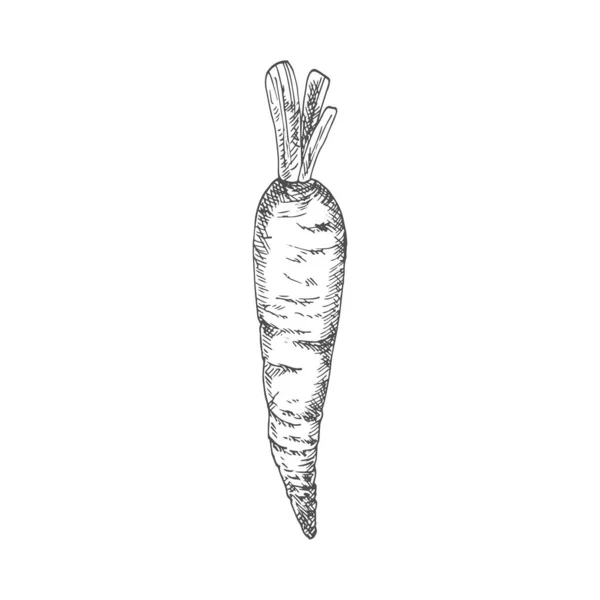 Морковь Изолированный Осенний Растительный Набросок Векторная Вегетарианская Диета Корни Листьями — стоковый вектор