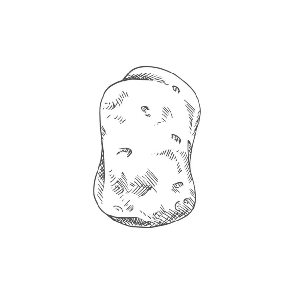 Old Potato Isolated Vegetable Sketch Vector Vegetarian Food Tuber Uncooked — Image vectorielle