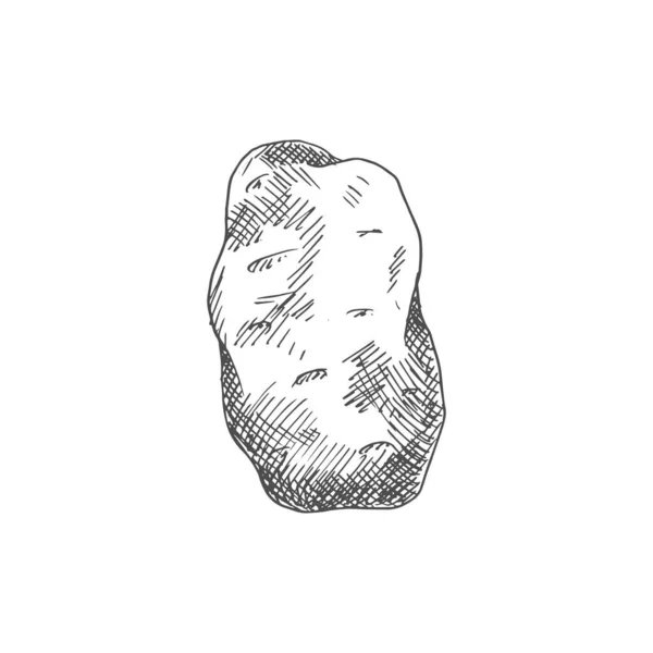 Old Potato Isolated Vegetable Sketch Vector Vegetarian Food Tuber Uncooked — 图库矢量图片