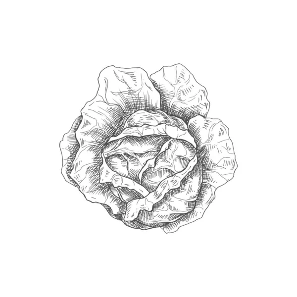 Cabbage Head Isolated Monochrome Sketch Vector Vegetable Healthy Organic Food — Image vectorielle