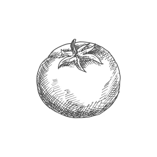 Tomat Isolerad Skiss Ikon Vektorbär Grönsaker Körsbärstomat Med Blad — Stock vektor