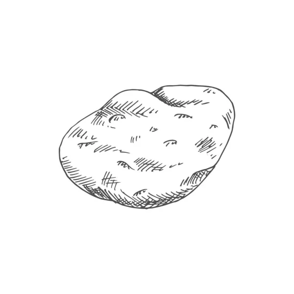 Old Potato Isolated Vegetable Sketch Vector Vegetarian Food Tuber Uncooked — Stock vektor