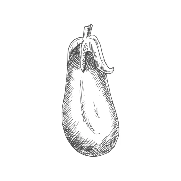 Aubergine Vegetable Eggplant Isolated Vector Vector Monochrome Fruit Brinjal Hand — Archivo Imágenes Vectoriales