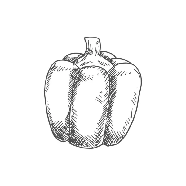 Bell Sweet Pepper Capsicum Vector Isolated Sketch Bulgarian Bell Pepper — Image vectorielle