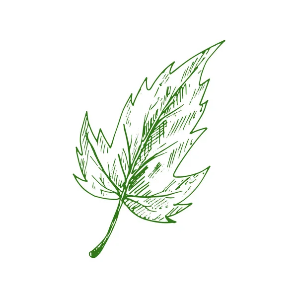 Quickthorn Hawthorn Leaf Isolated Sketch Vector Vibrant Foliage May Tree — Vetor de Stock