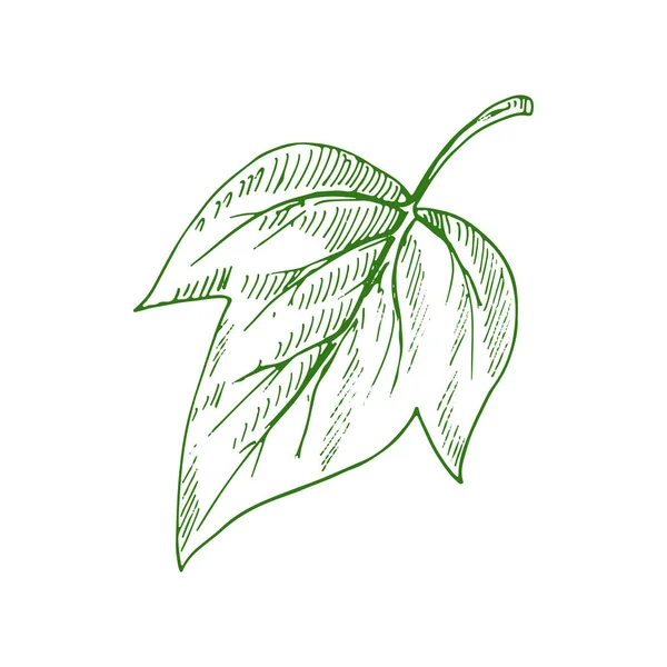 Зелений Листок Тополя Ізольований Ескіз Векторне Осіннє Або Літнє Листя — стоковий вектор