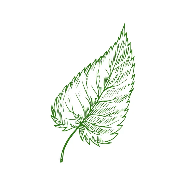 Elm Leaf Isolated Outline Sketch Vector Green Foliage Ulmus Plant — Vector de stock