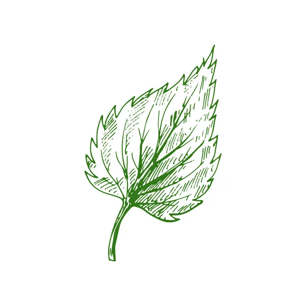 Bigtooth Aspen Leaf Isolated Green Plant Sketch Vector Elm Linden — ストックベクタ