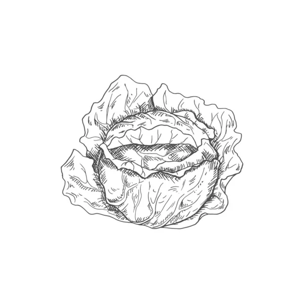 Cabbage Head Isolated Monochrome Sketch Vector Vegetable Healthy Organic Food — Wektor stockowy