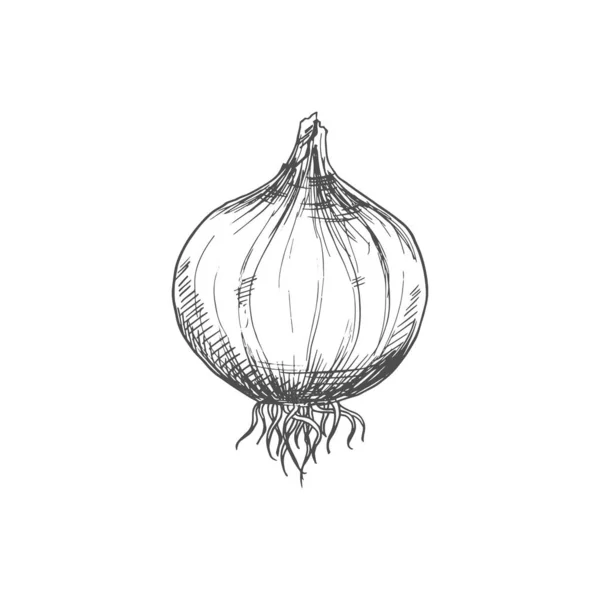 Onion Bulb Leaves Isolated Monochrome Sketch Vector Turnip Food Raw — Vetor de Stock