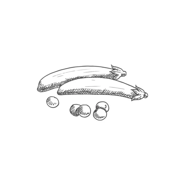 Pea Pod Isolated Monochrome Sketch Vector Split Peas Vegetable Organic — Archivo Imágenes Vectoriales