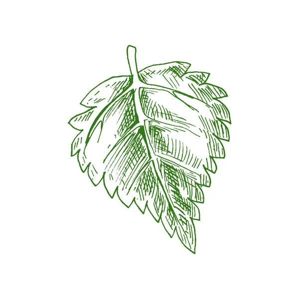 Aspen Elm Alder Leaf Isolated Hand Drawn Sketch Vector Green — Stock Vector