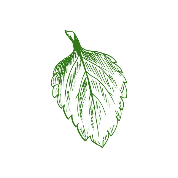 Elm Hornbeam Leaf Isolated Plant Sketch Vector Carpinus Birch Leafage — Stock vektor