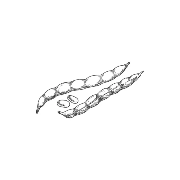 Pod Beans Seeds Isolated Monochrome Sketch Vector Legume Organic Vegetarian — 图库矢量图片