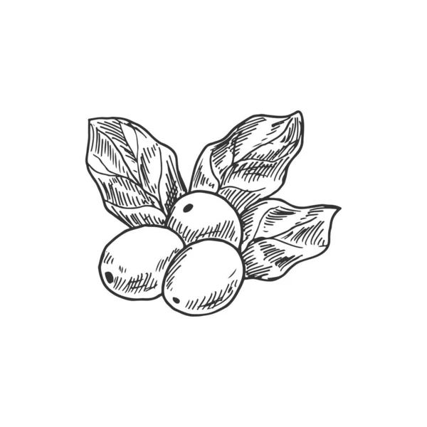 Сырой Кофейные Зёрна Изолированные Арабика Растение Листьями Векторные Ягоды Кофейного — стоковый вектор