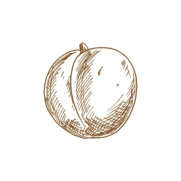 Sketch Apricot Fruit Isolated Peach Plum Drawing Vector Summer Food — Stok Vektör