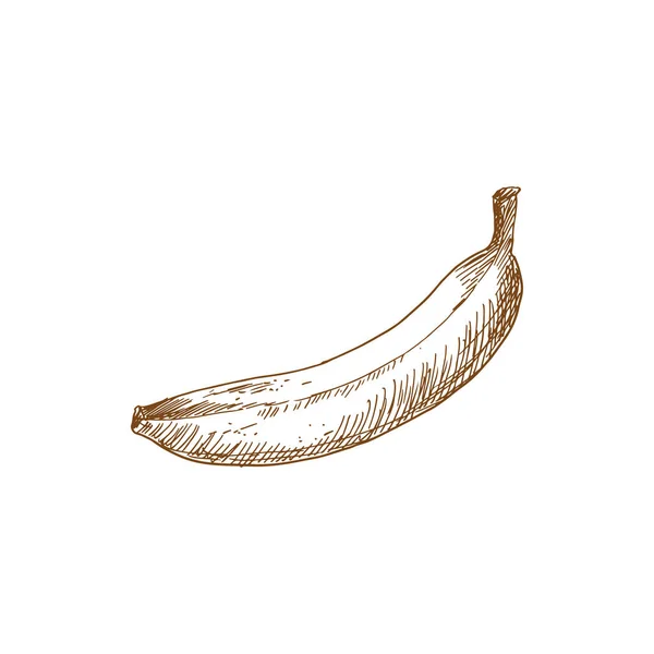 Banana Tropical Fruit Sketch Vector Isolated Organic Whole Exotic Banana — Vector de stock