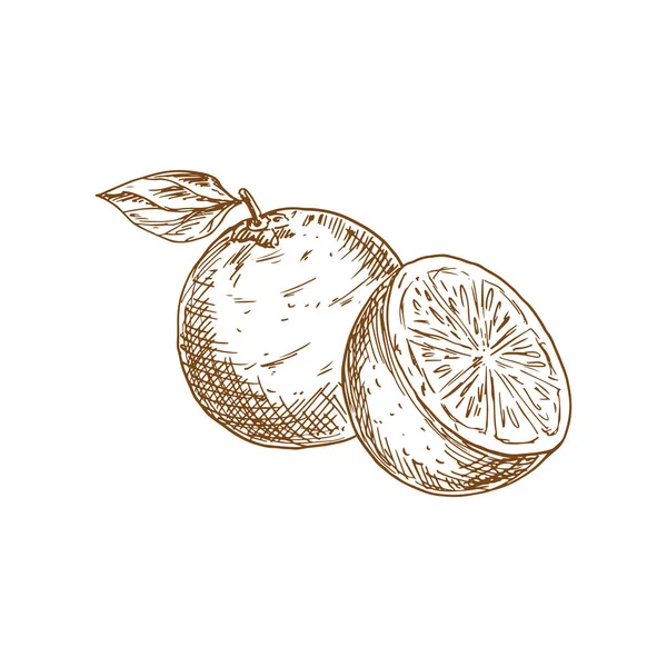 Mandarin Tangerine Isolated Sketch Vector Clementine Citrus Fruit Leaf Whole — Archivo Imágenes Vectoriales