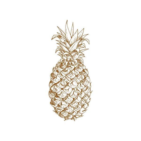Ripe Pineapple Fruit Sketch Waxy Leaves Top Rough Scaly Peel — Vector de stock