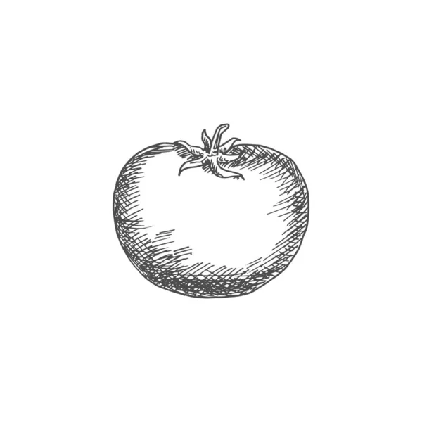Tomato Isolated Sketch Icon Vector Berry Vegetable Tomato — Stockvektor