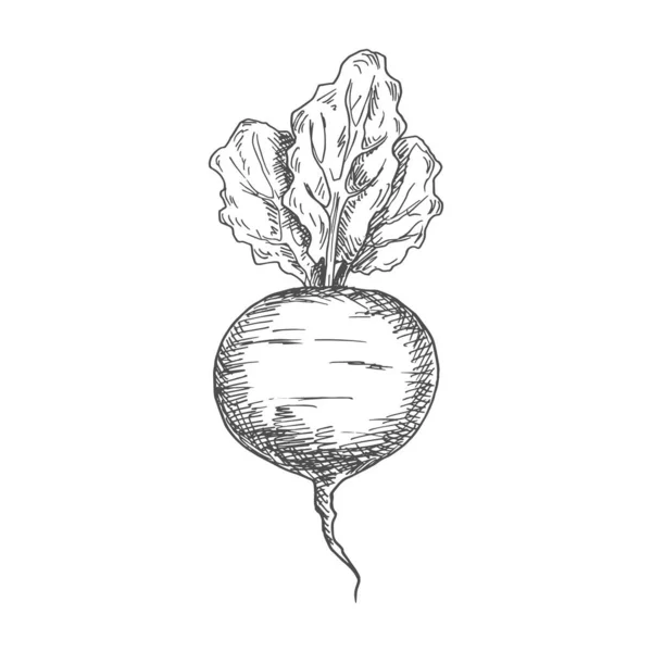 Beetroot Food Ingredient Isolated Sketch Vector Vegetable Whole Monochrome Beet —  Vetores de Stock