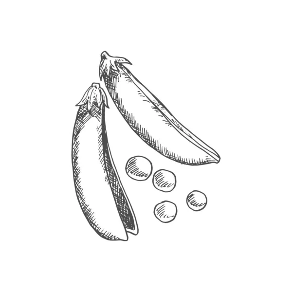 Pea Pod Isolated Monochrome Sketch Vector Split Peas Vegetable Organic — Vector de stock