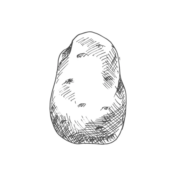 Old Potato Isolated Vegetable Sketch Vector Vegetarian Food Tuber Uncooked — Archivo Imágenes Vectoriales