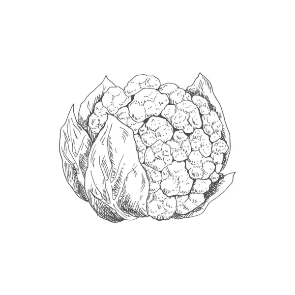 Hand Drawn Cauliflower Cabbage Isolated Monochrome Sketch Vector Vegetarian Food — 图库矢量图片