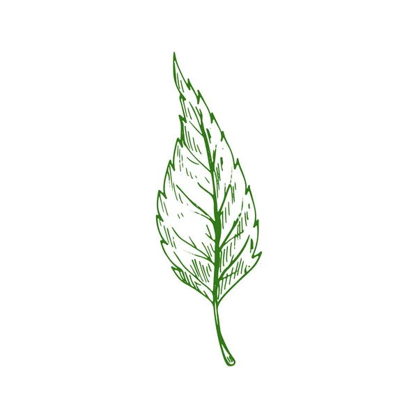 Green Elm Ash Tree Leaf Isolated Sketch Vector Botanical Hand — Vettoriale Stock