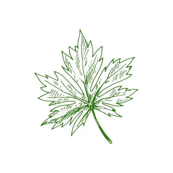 Horsechestnut Buckeye Green Leaf Isolated Sketch Vector Green Spring Summer — Vetor de Stock