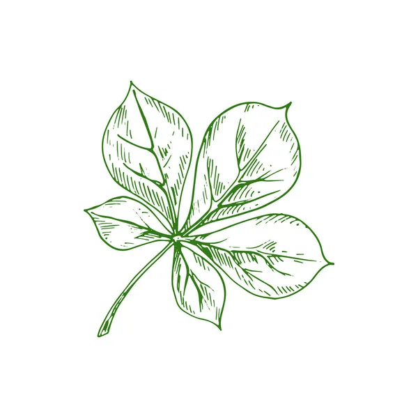 Horsechestnut Buckeye Green Leaf Isolated Sketch Vector Green Spring Summer — Vettoriale Stock