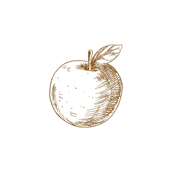 Яблочный Векторный Изолированный Набросок Органические Натуральные Яблочные Фрукты Листьями — стоковый вектор