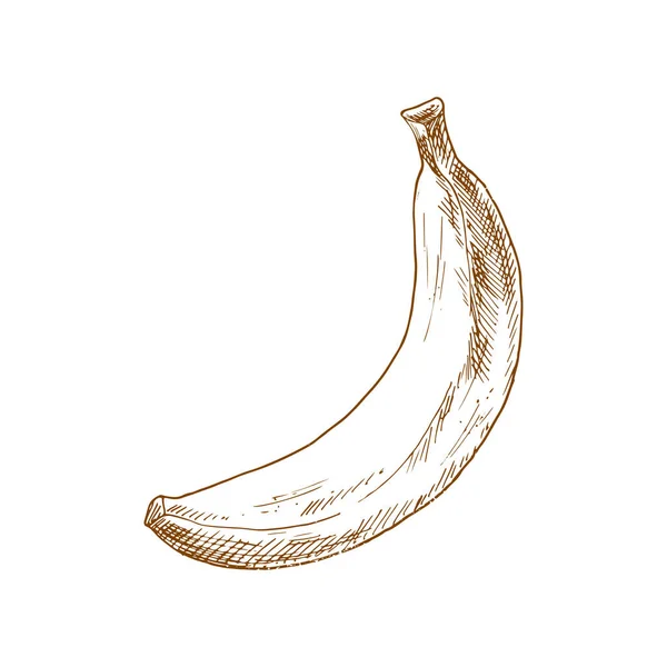 Банановый Тропический Фруктовый Набросок Векторный Изолированный Органический Цельнобанановый Фрукт — стоковый вектор