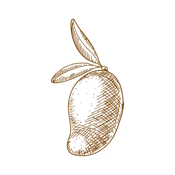 Mango Tropical Fruit Sketch Vector Isolated Organic Whole Exotic Mango — ストックベクタ