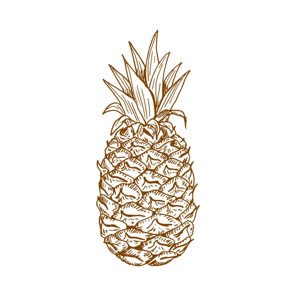 Ripe Pineapple Fruit Sketch Waxy Leaves Top Rough Scaly Peel — Vector de stock